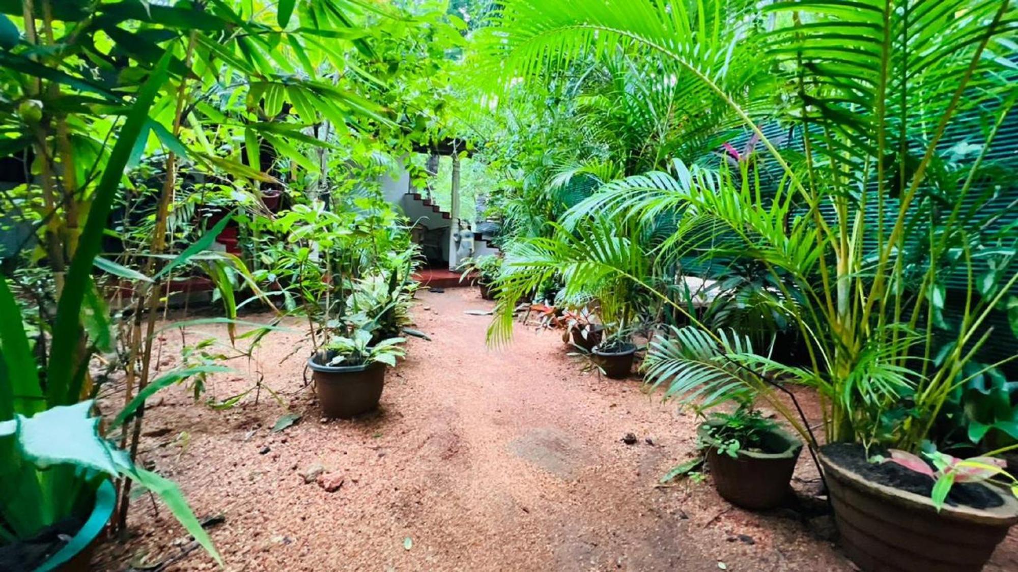 Sigiri Kp Family Home Sigiriya Eksteriør bilde
